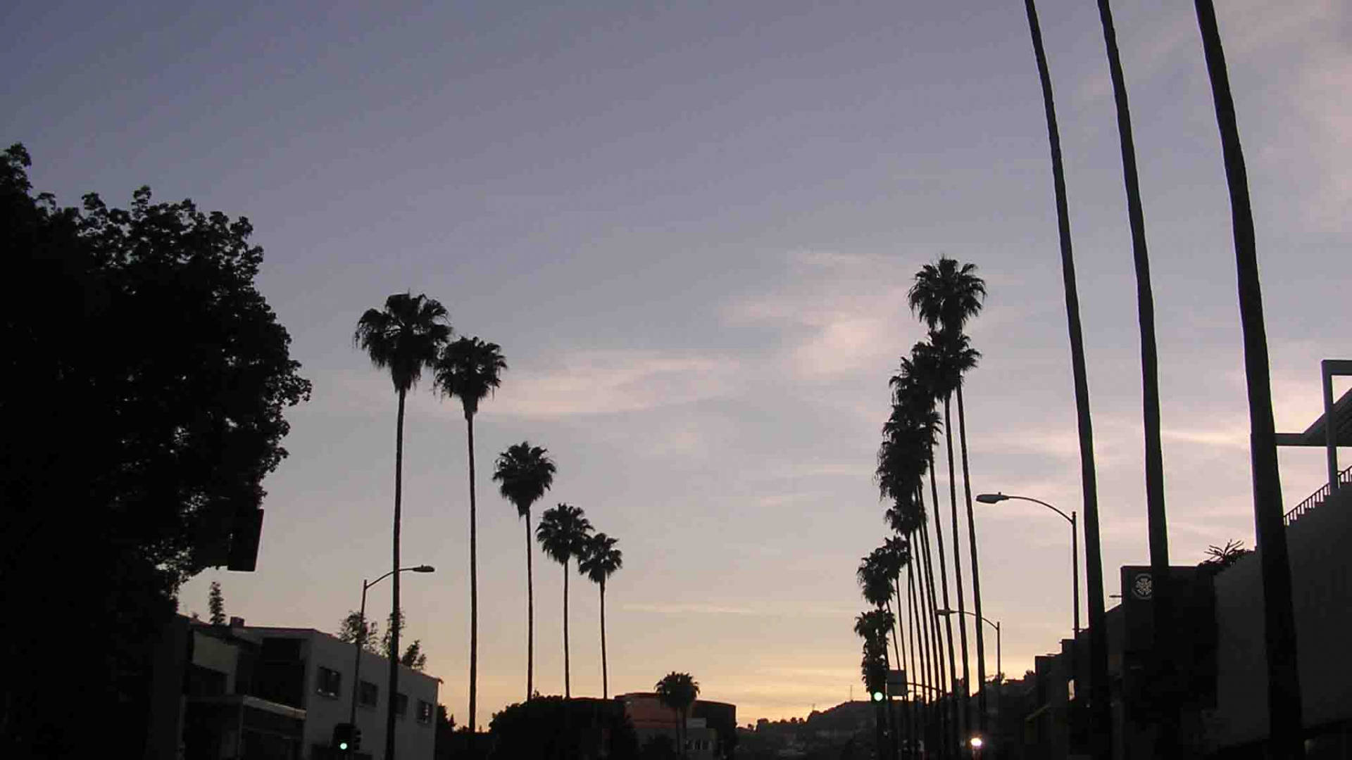 Silhouettedes Sunset Boulevard Wallpaper