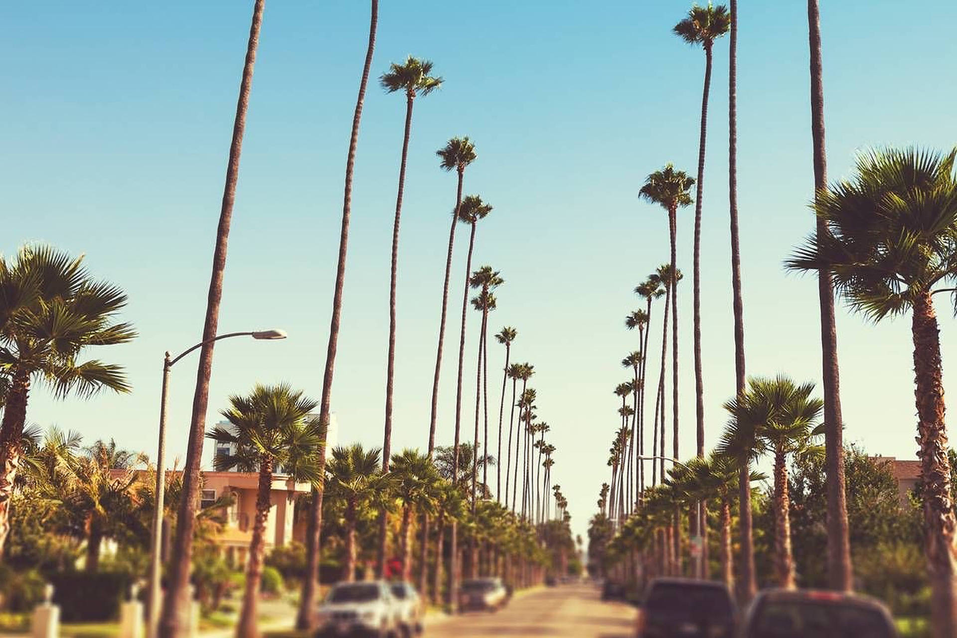 Sunset Boulevard Tall Palm Trees Wallpaper
