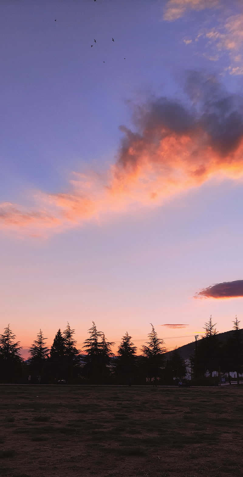 Sonnenuntergang,wolken Und Kiefernbäume Wallpaper