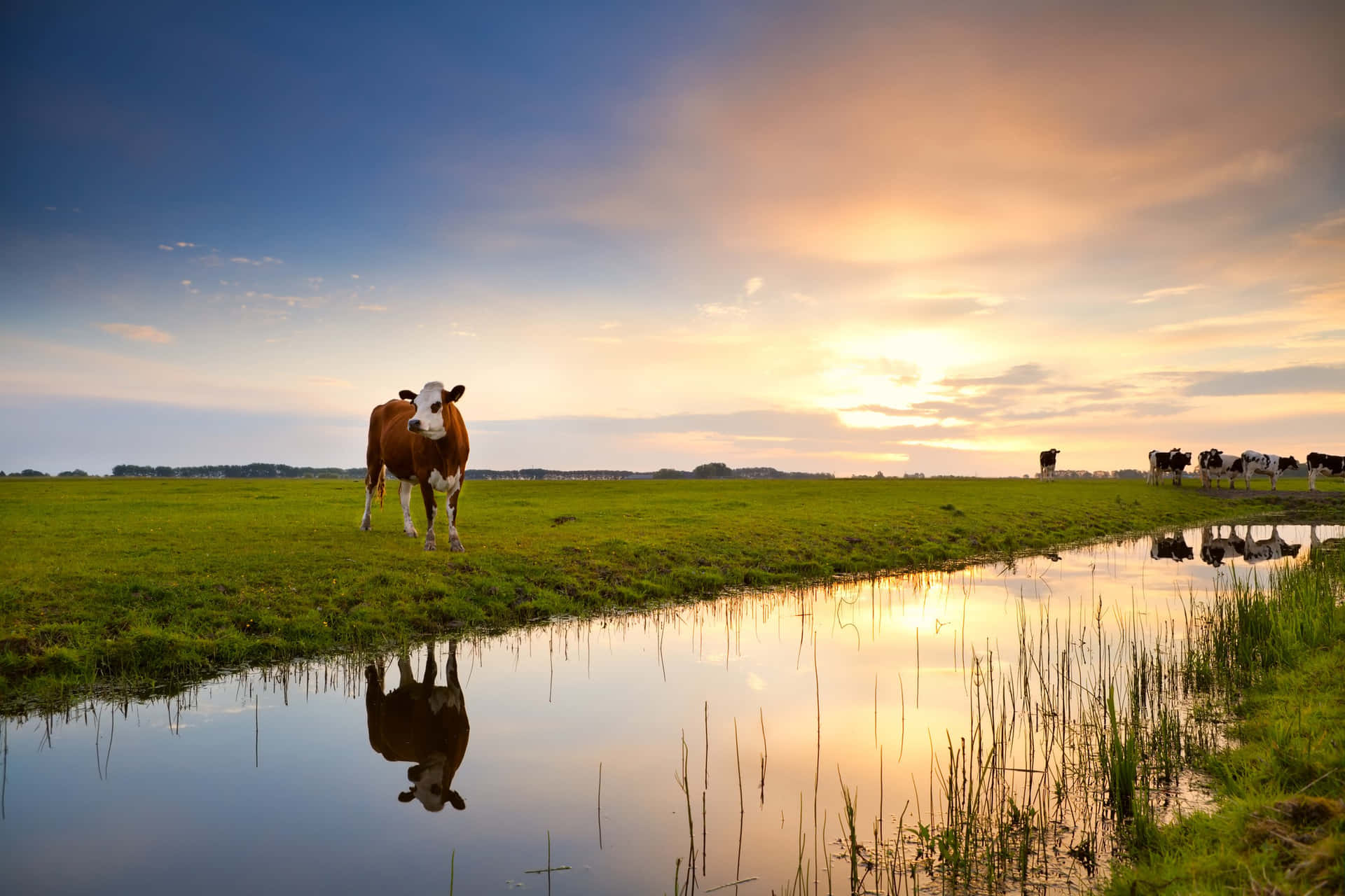Sunset Cow Reflectionin Hengelo Wallpaper