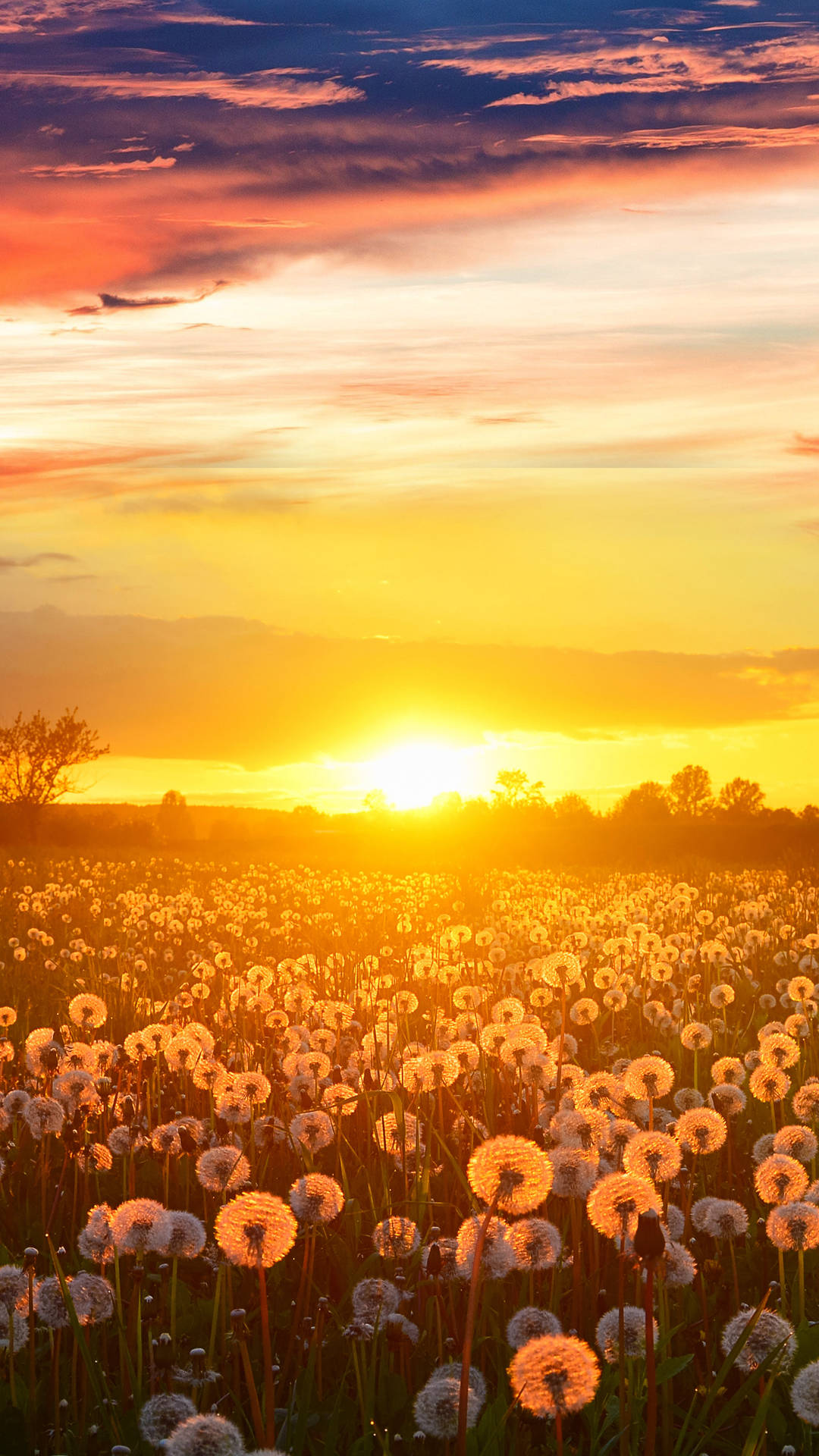 Sunset Dandelion Field4 K Ultra H D Wallpaper