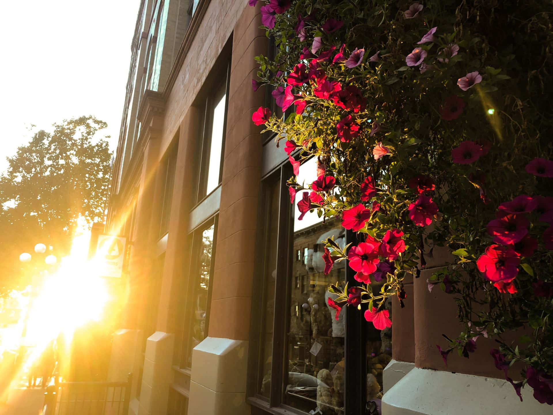 Solnedgang Blomster Pioneer Square Seattle Bakgrunnsbildet