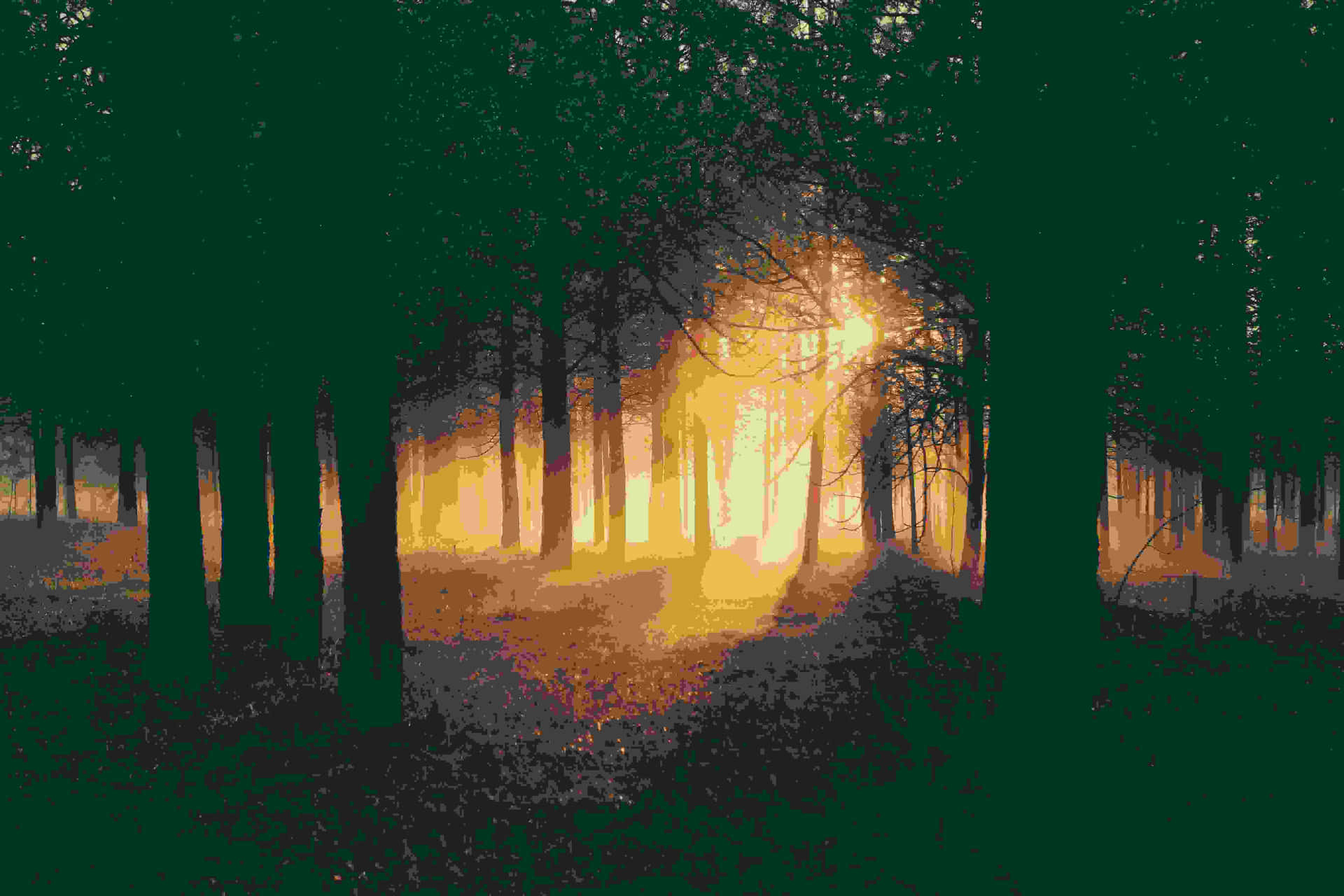 Sunset Glow Through Forest Trees.jpg Wallpaper