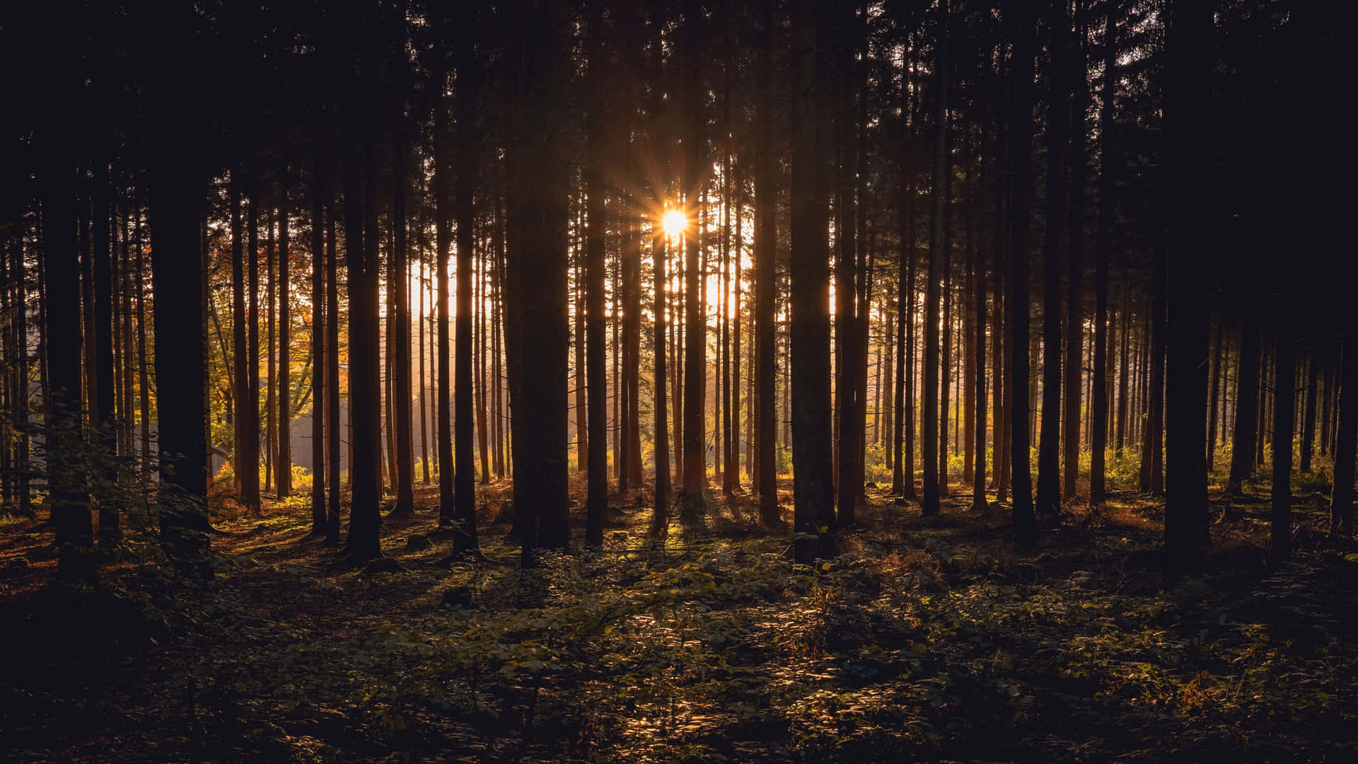 Zonsondergang Glans Door Bos Bomen 4k Achtergrond