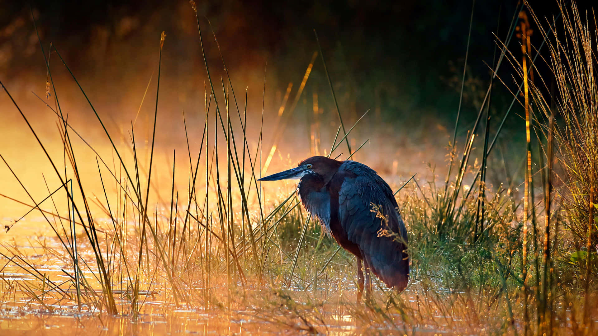 Sunset Heronin Wetlands.jpg Wallpaper
