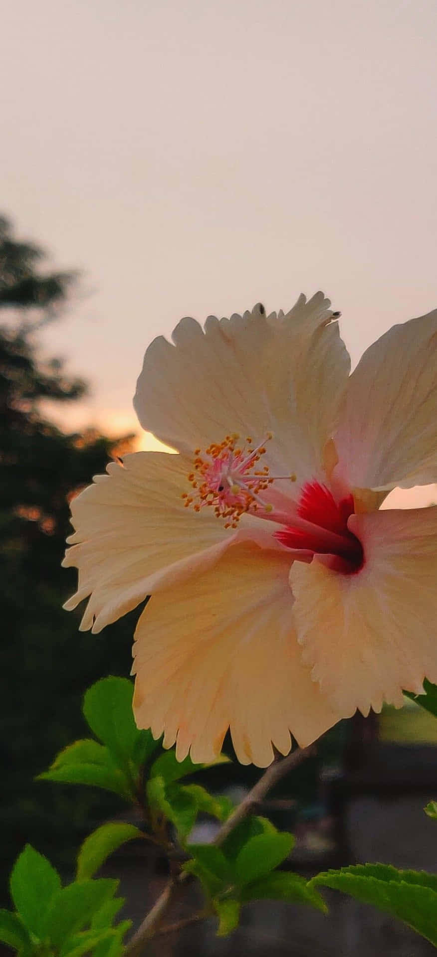 Zonsondergang Hibiscus Gloed Achtergrond