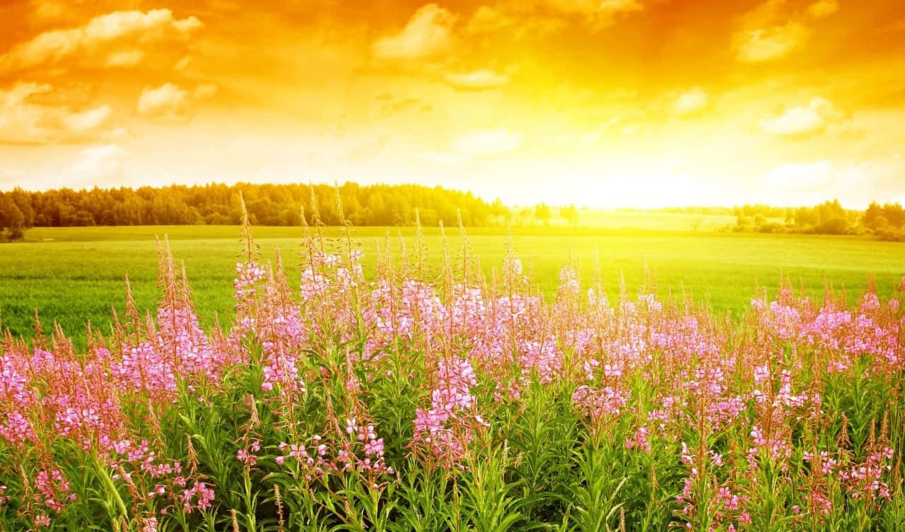 Sunset Meadow Floral Bliss Wallpaper