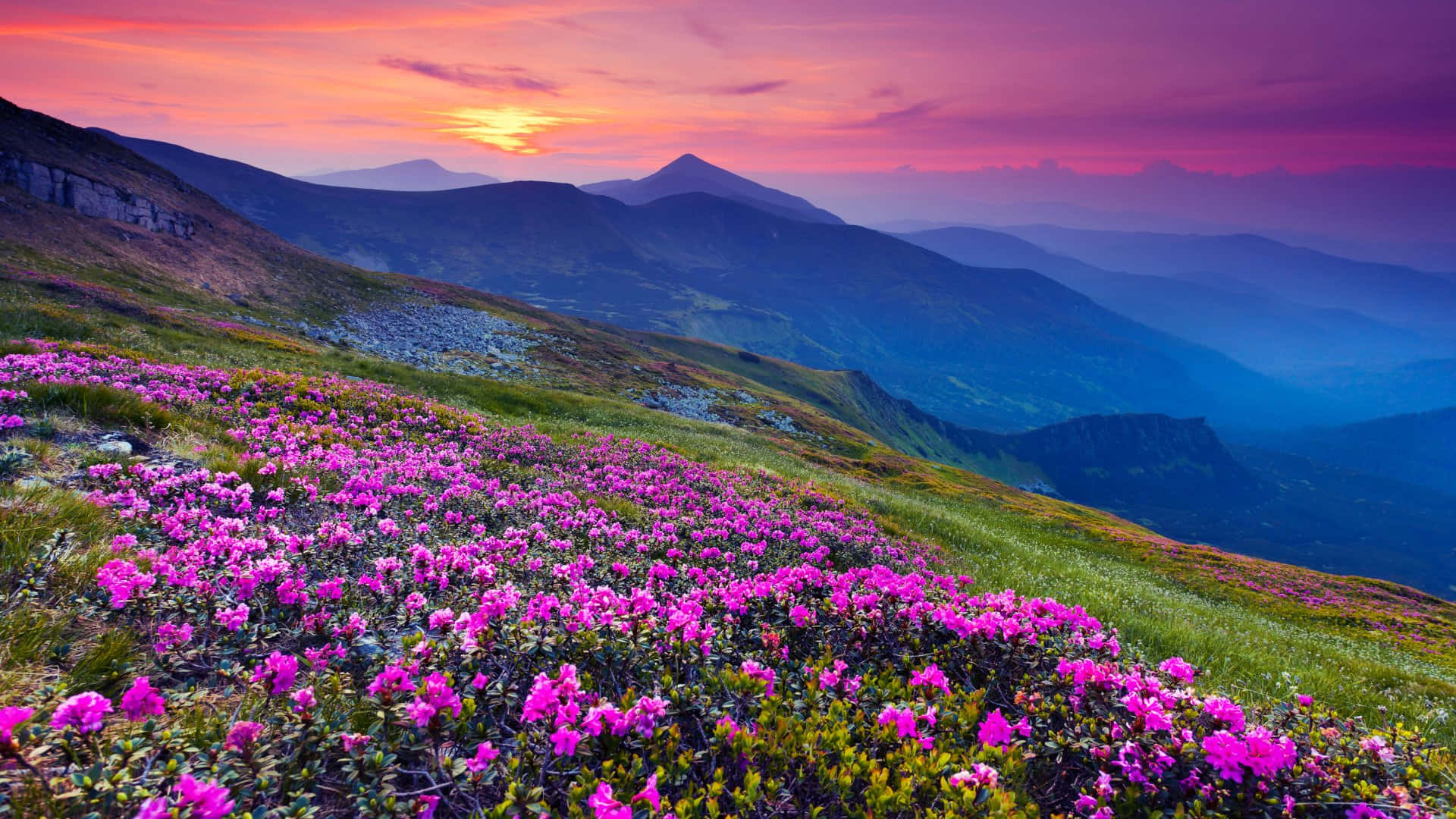 Sunset_ Mountain_ Blooms Wallpaper