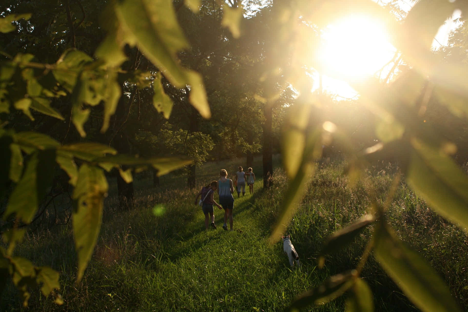 Sunset Nature Walk Wallpaper