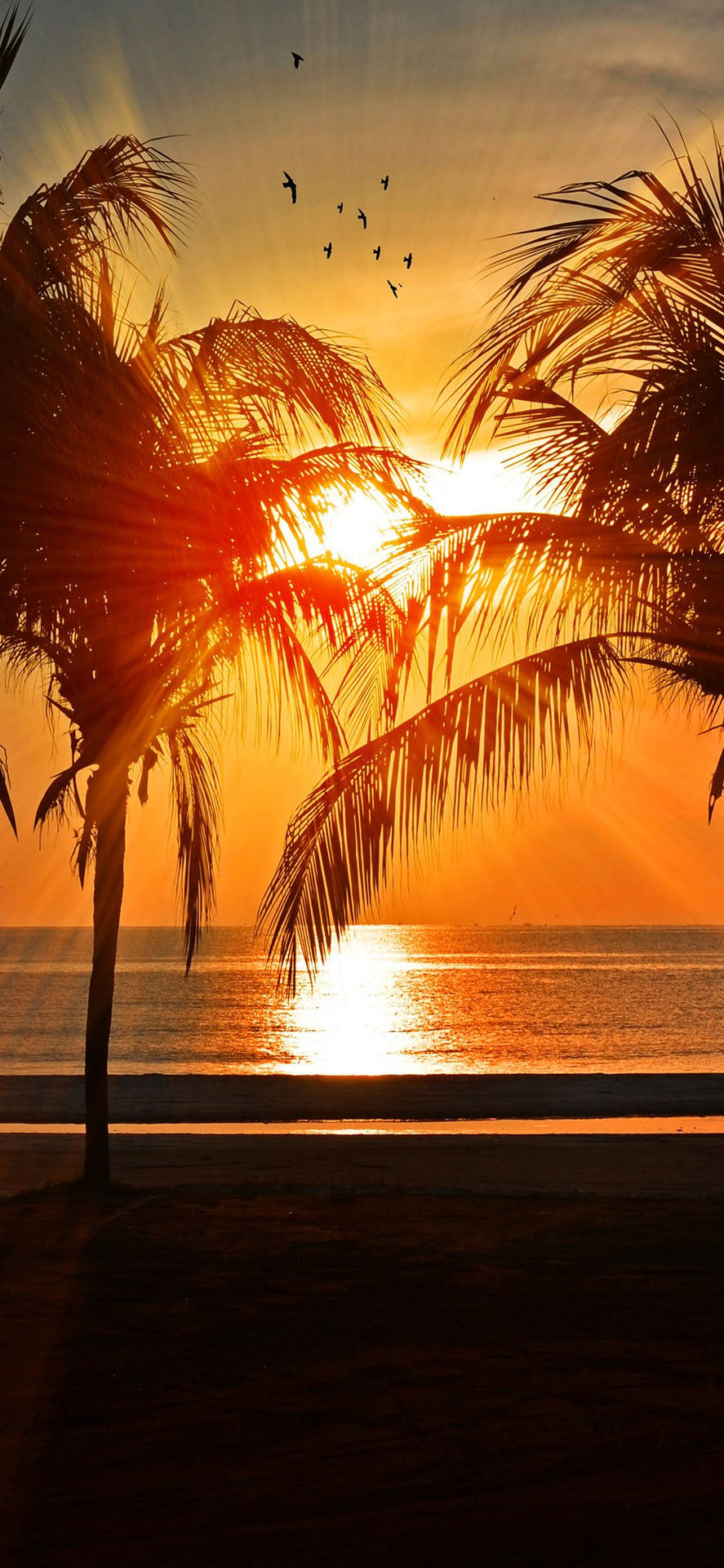 Sunset Ocean And Palms Wallpaper