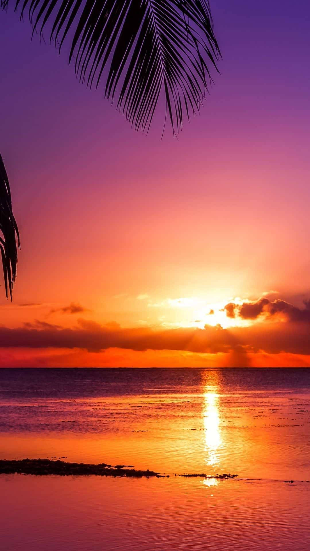 Sunset Ocean Tropics Wallpaper