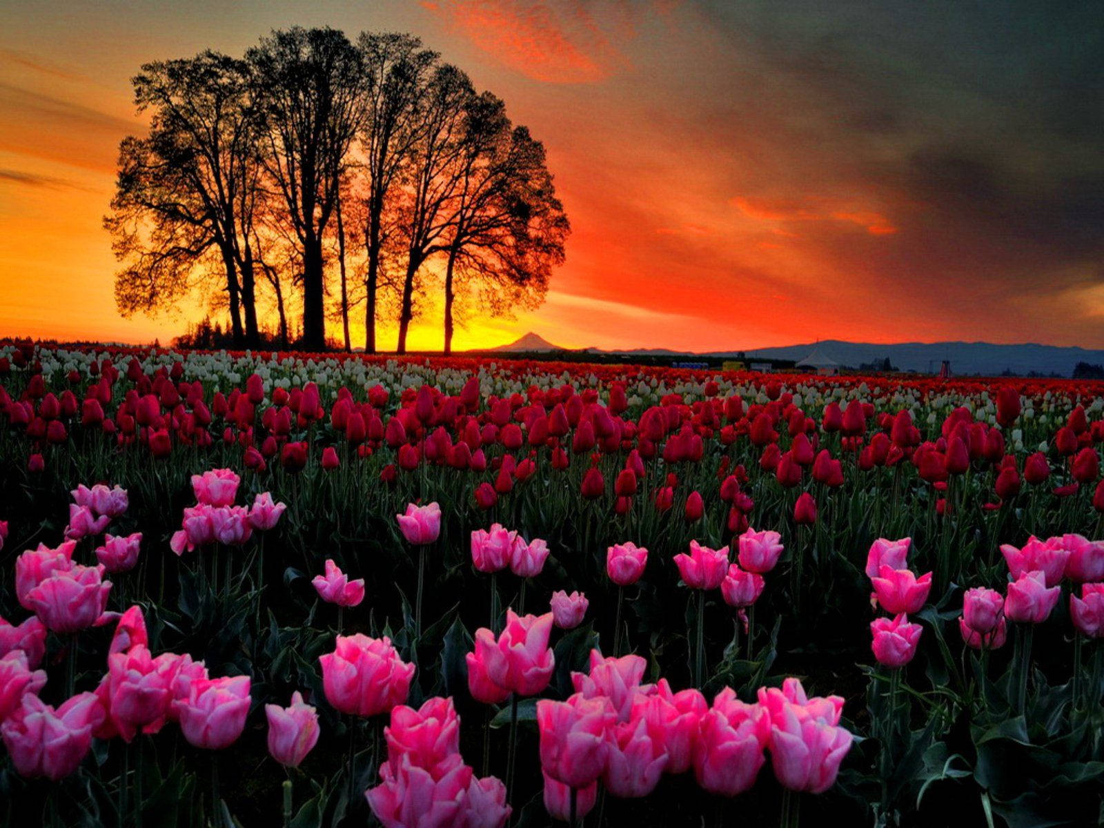 Download Sunset On Cute Pink Flower Field Wallpaper | Wallpapers.com