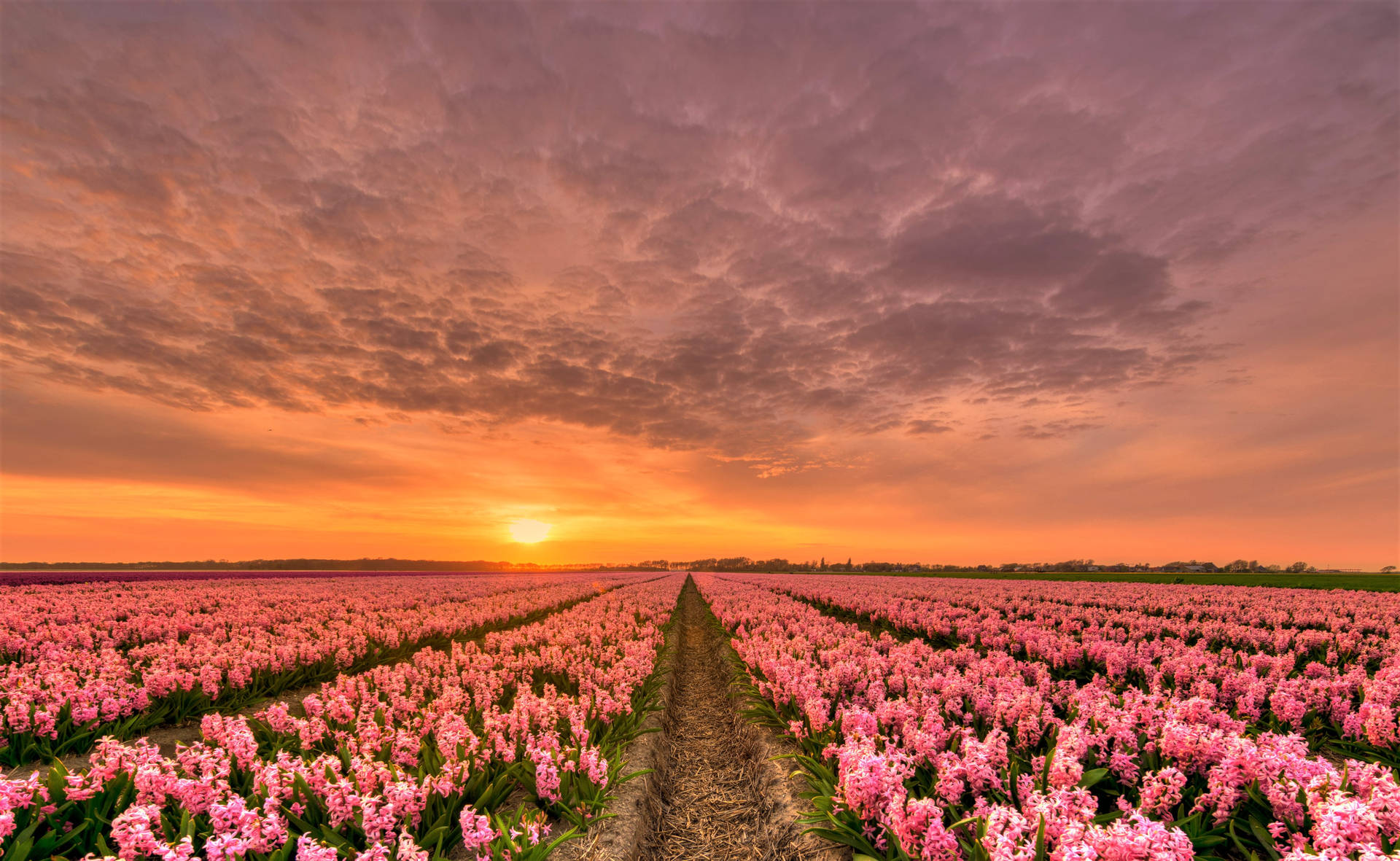 Sunset On Pink Hyacinth Field Wallpaper