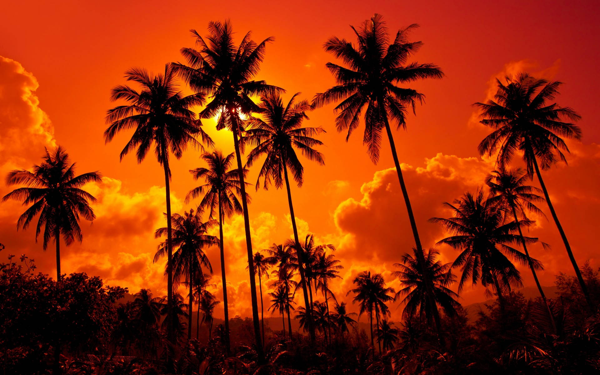Sunset Orange Sky With Coconut Trees Wallpaper