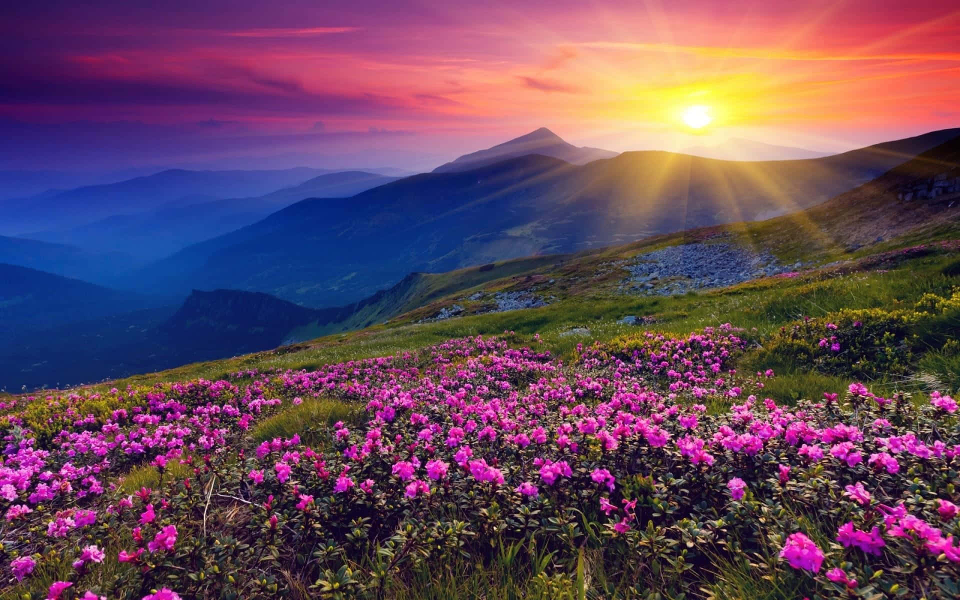 Sunset Over Mountain Wildflowers Wallpaper