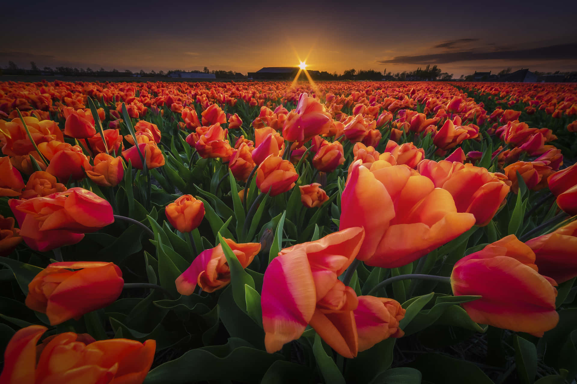 Sunset Over Orange Tulip Field Wallpaper