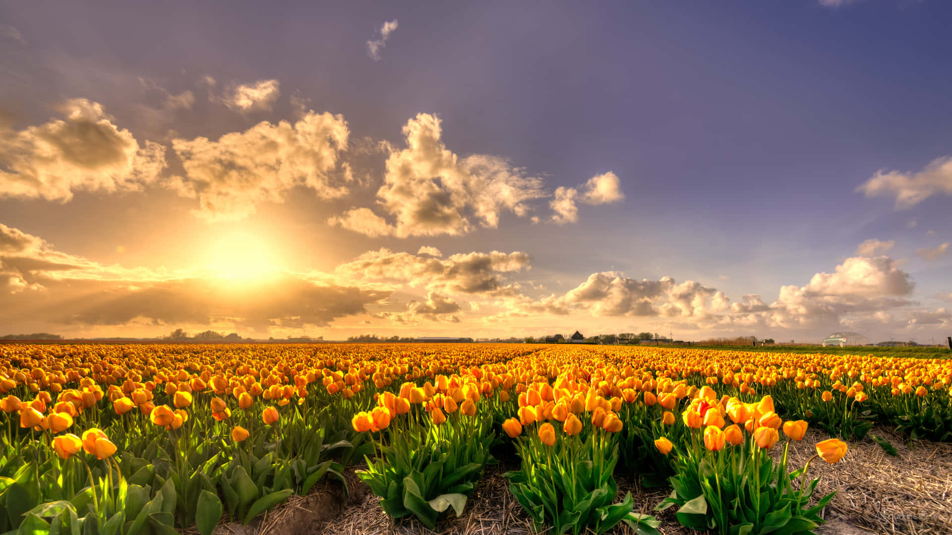 Sunset Over Tulip Field Hengelo Wallpaper