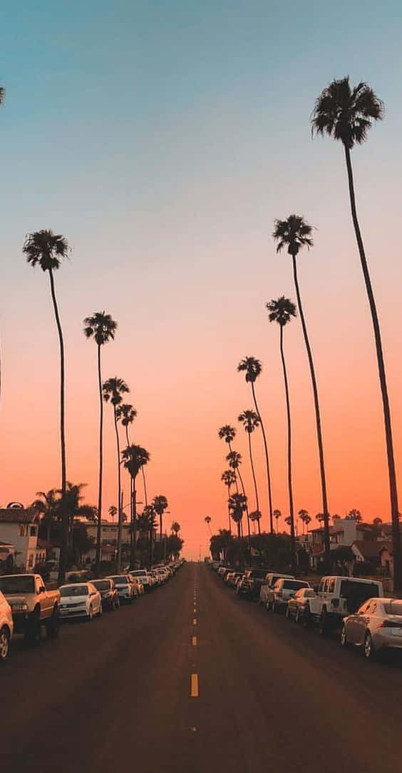 Sunset Palm Lined Street Summer Aesthetic.jpg Wallpaper