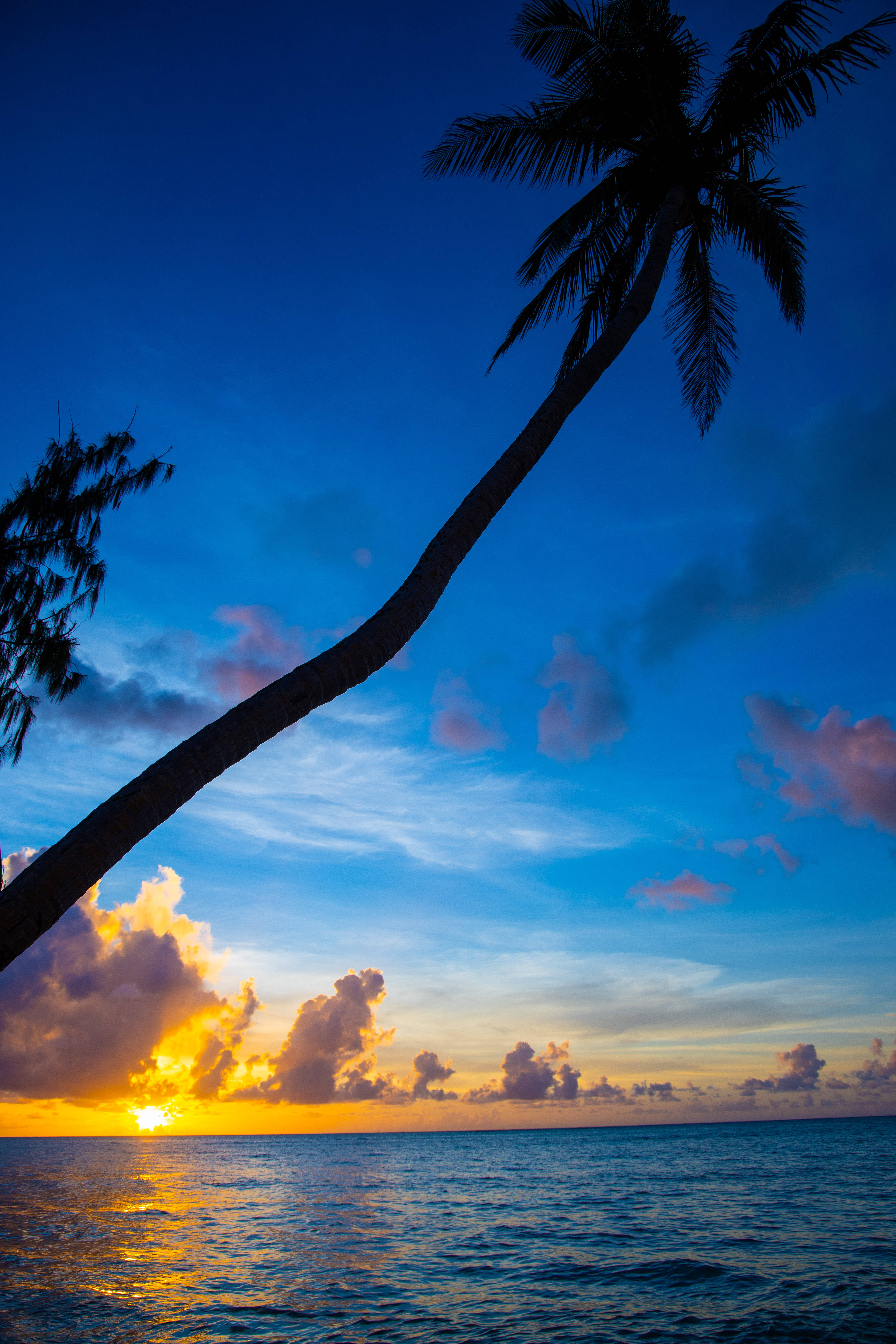 Sunset Palm Tree Beach Android Wallpaper
