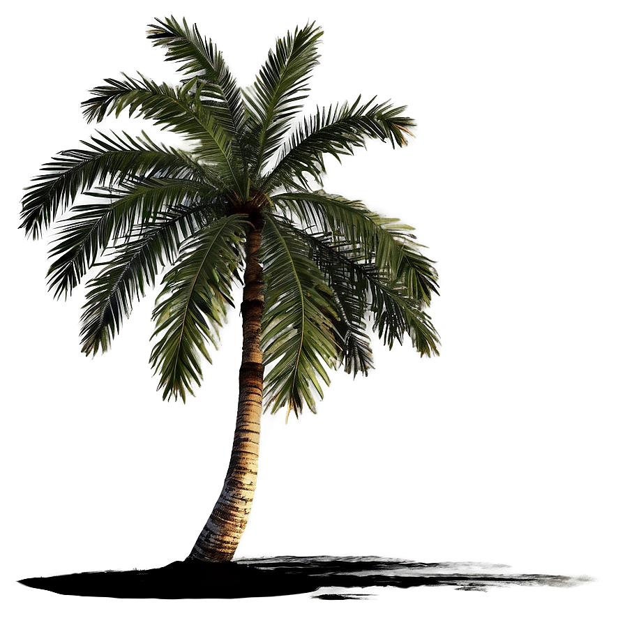 Sunset Palm Tree Png Fvj PNG