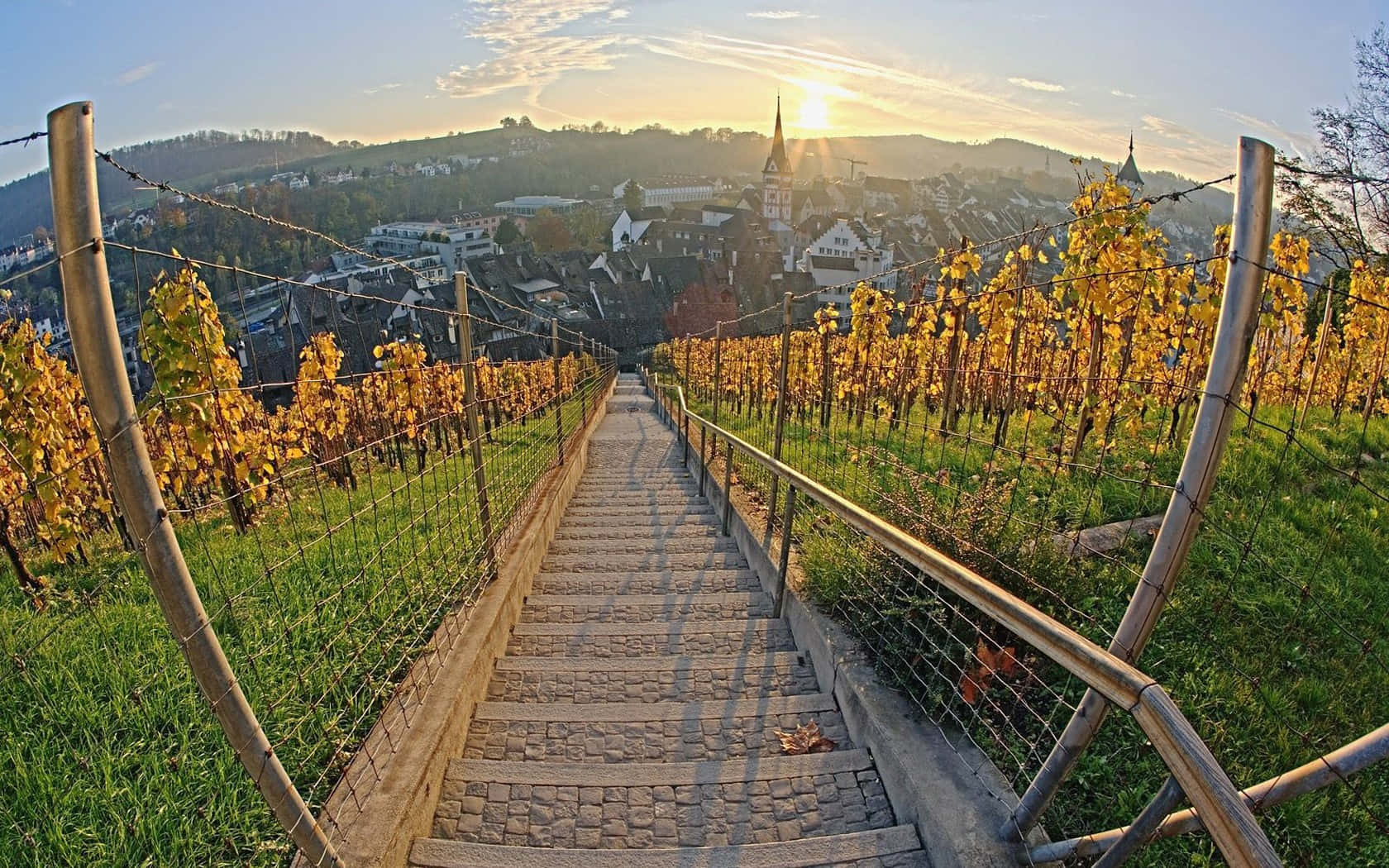 Sunset Path Through Schaffhausen Vineyard Wallpaper