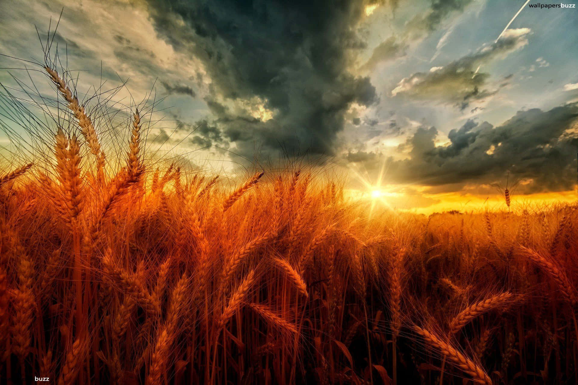 A Wheat Field With A Sunset Picture