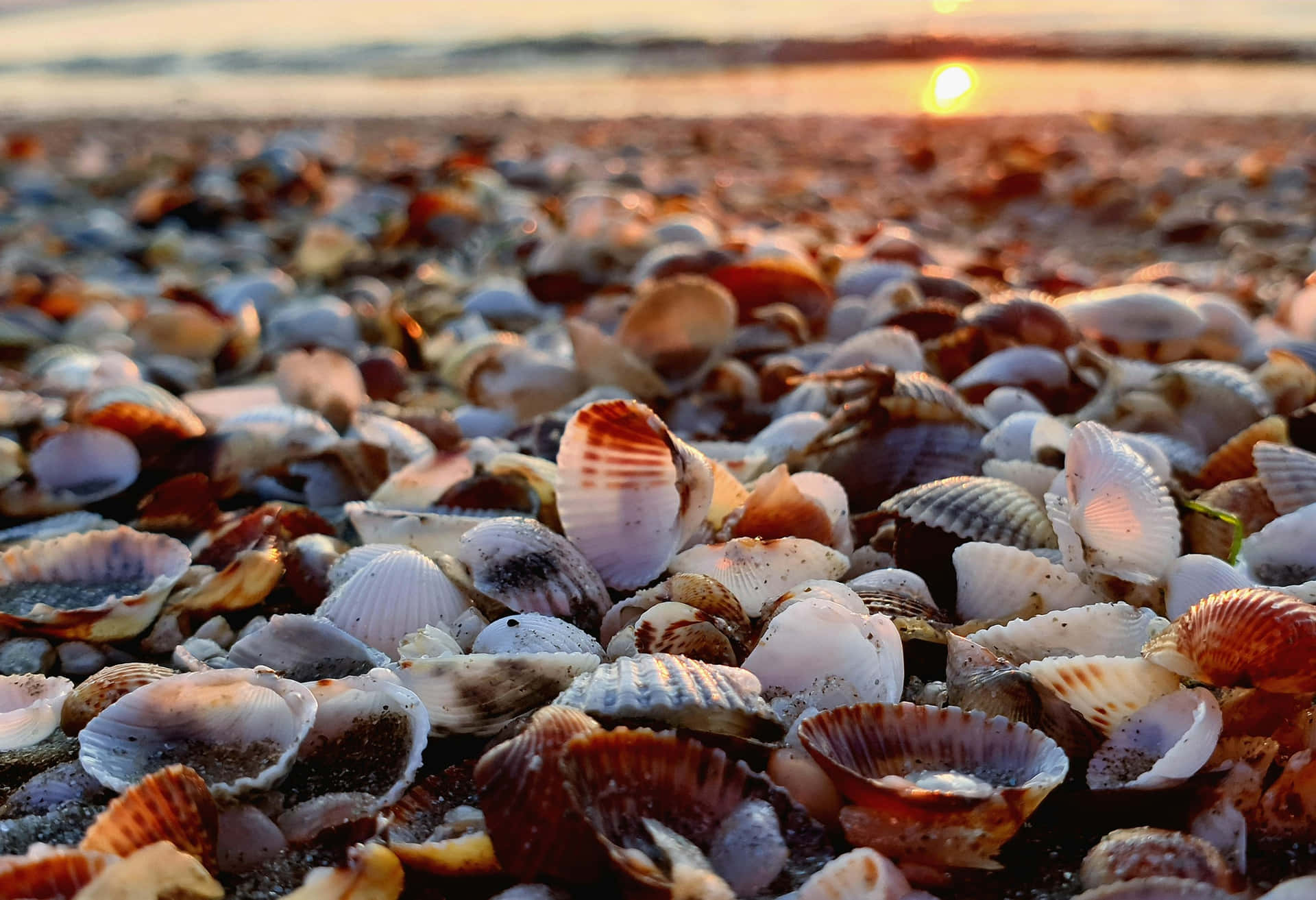 Sunset Seashell Beachscape Wallpaper