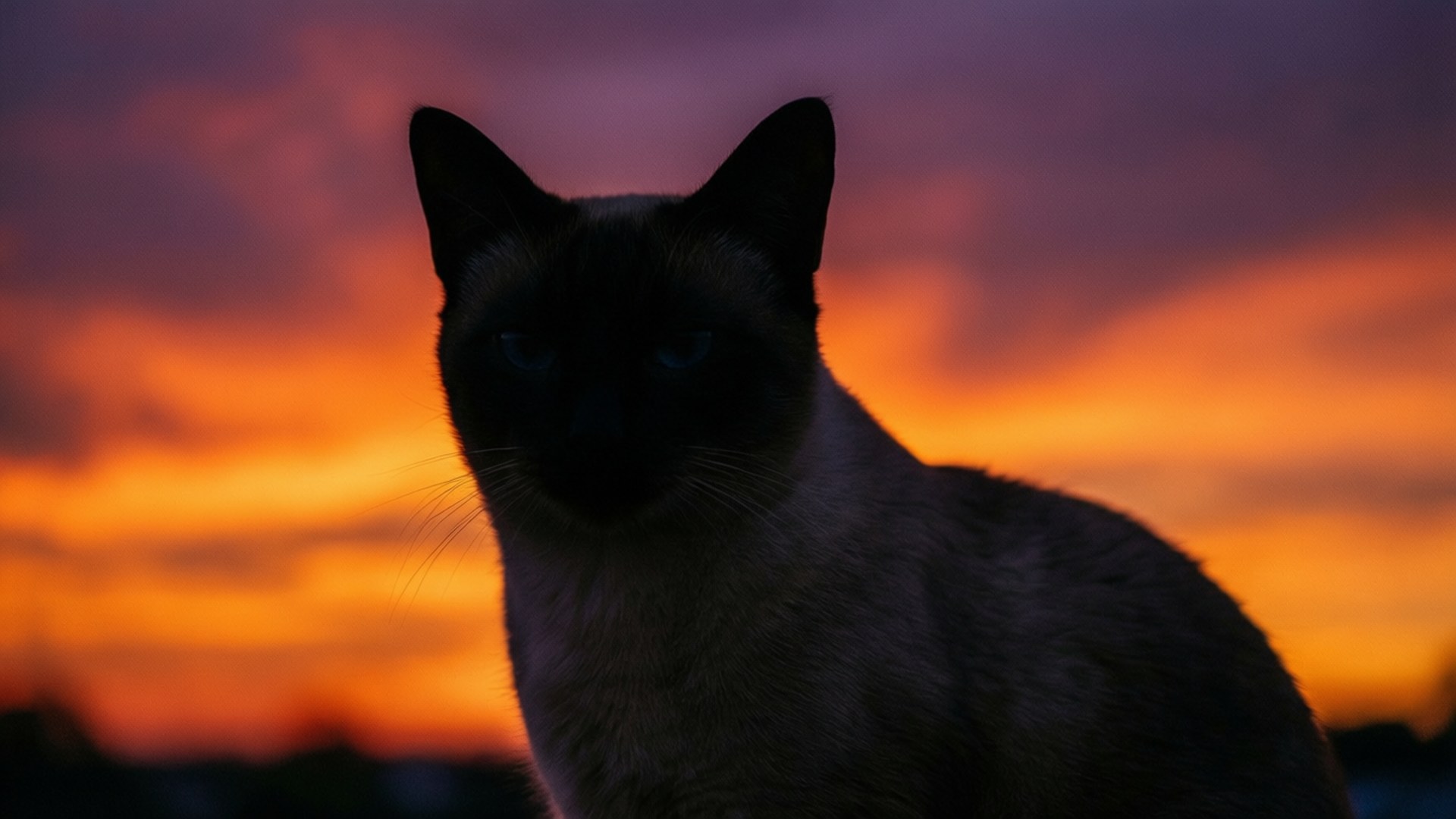 Sonnenuntergang-Silhouette Wallpaper