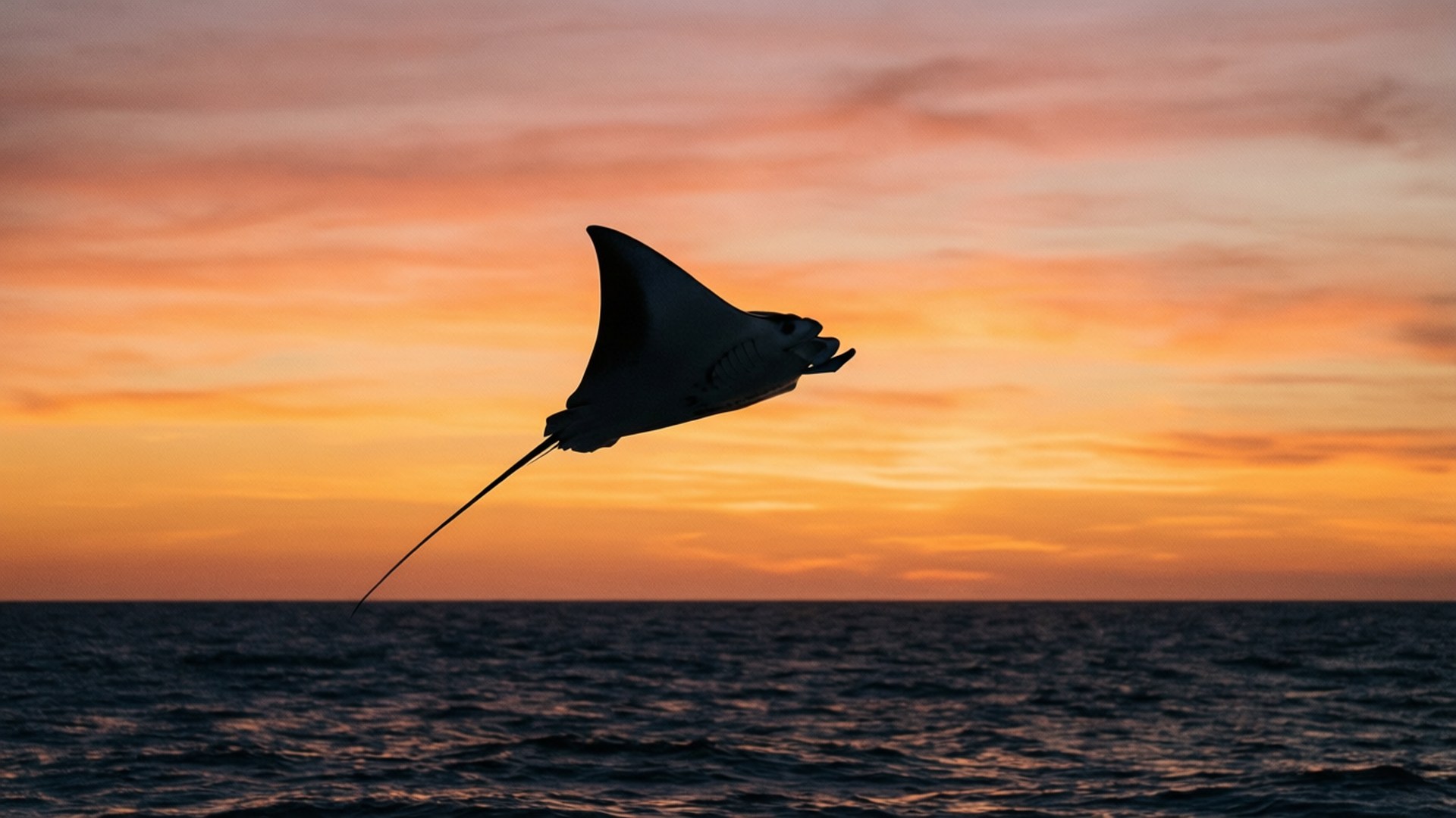 Silhouette of cownose ray against sunset, dramatic.