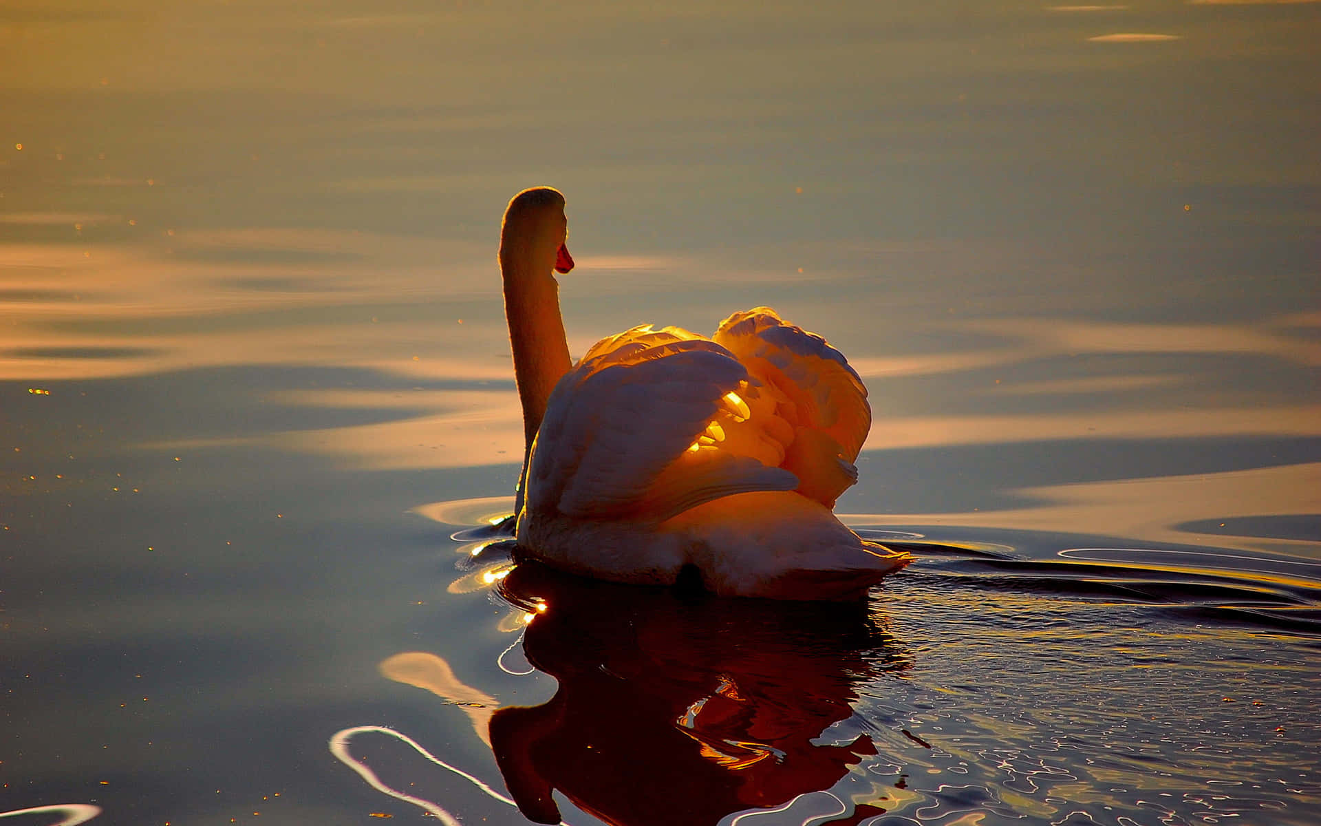 Sunset Silhouette Swan Wallpaper