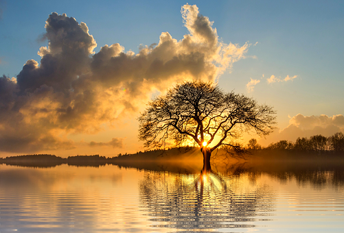 Sunset Silhouette Tree Reflection PNG