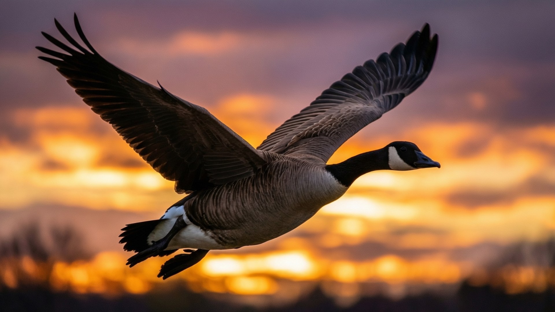 Solnedgångsflykt Bakgrundsbilder