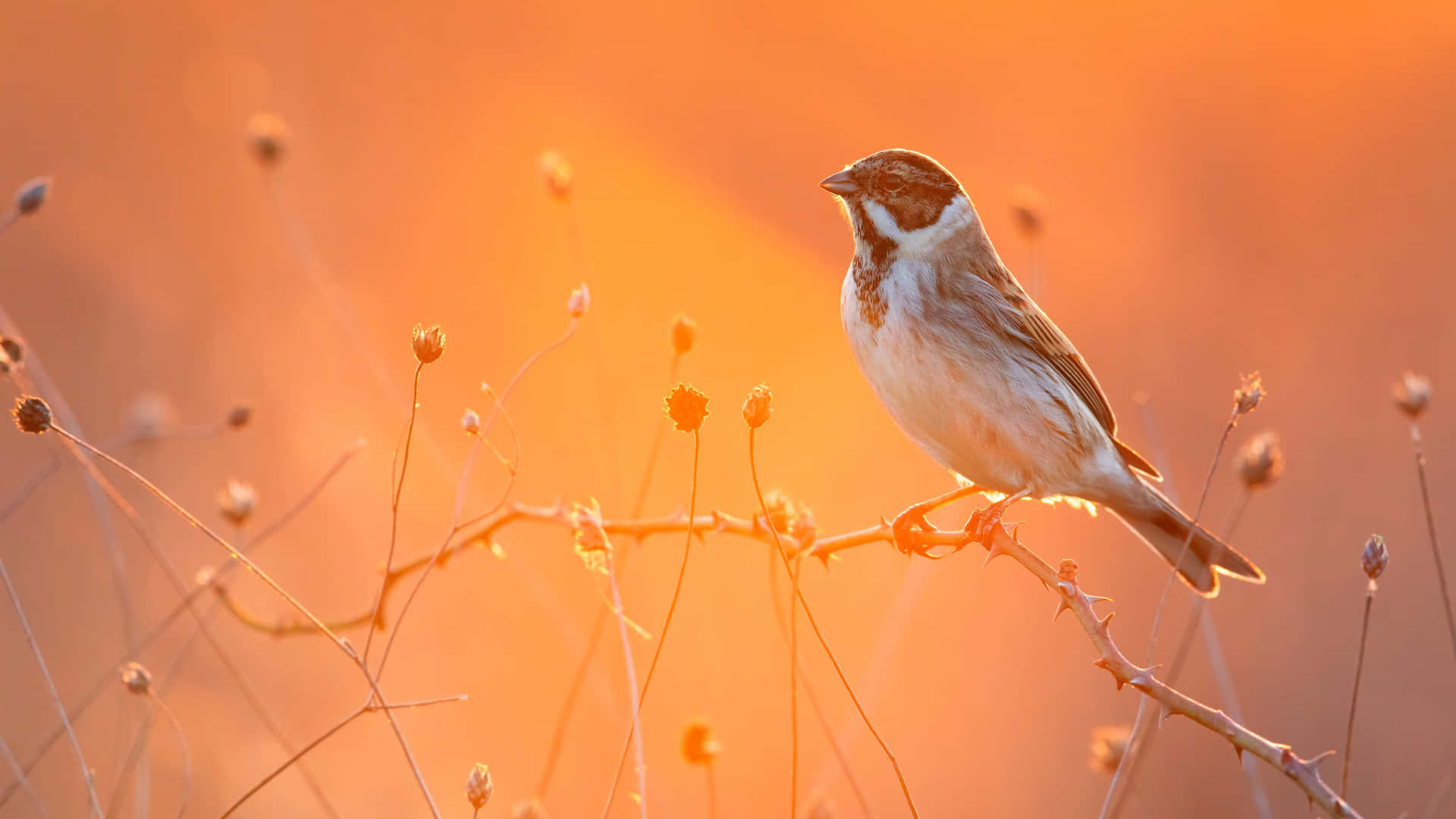 Sunset Sparrow Perch4 K Wallpaper