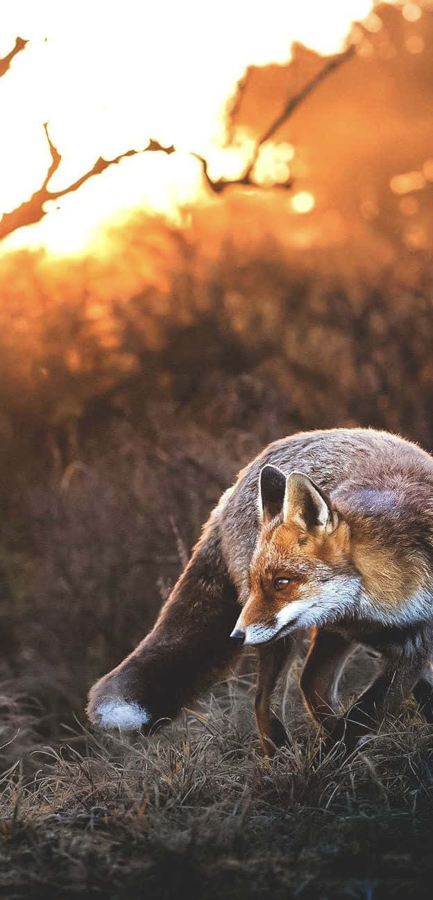 Sunset Stalk Gray Fox Wallpaper