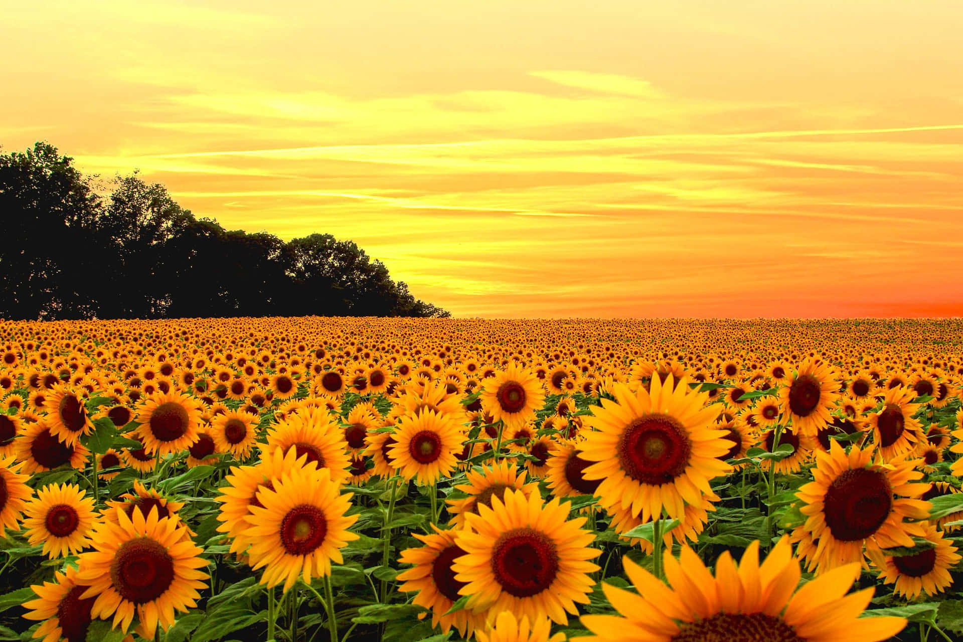 Sunset Sunflower Field Glow Wallpaper