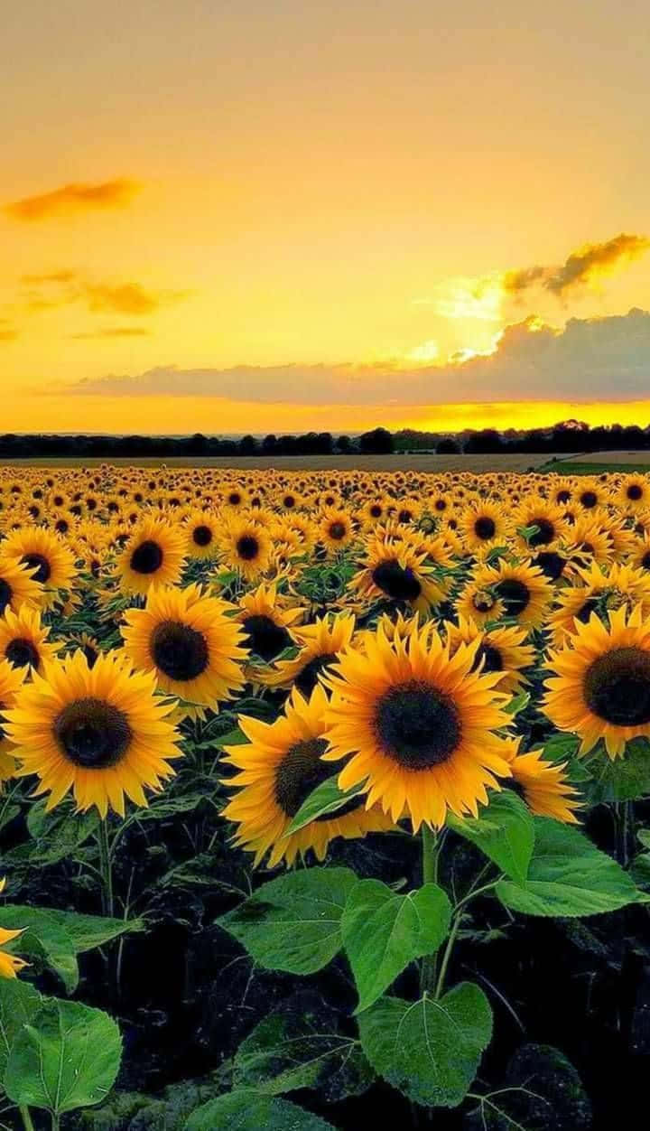 Sunset Sunflower Field Happy Aesthetic.jpg Wallpaper