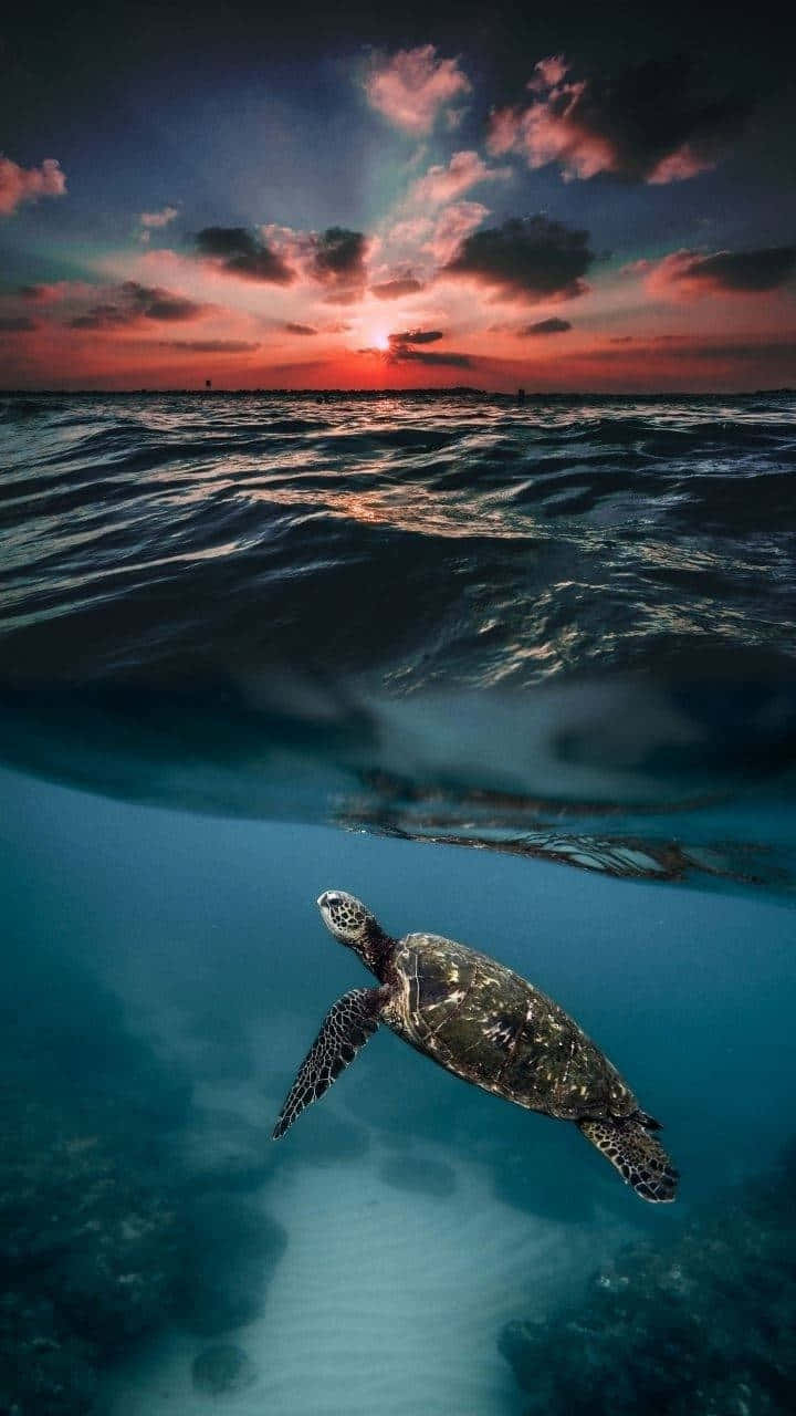 Sunset_ Swim_with_ Sea_ Turtle Wallpaper