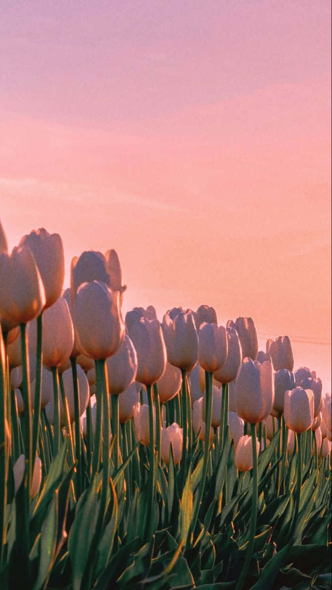 Sunset_ Tulips_ Aesthetic Wallpaper