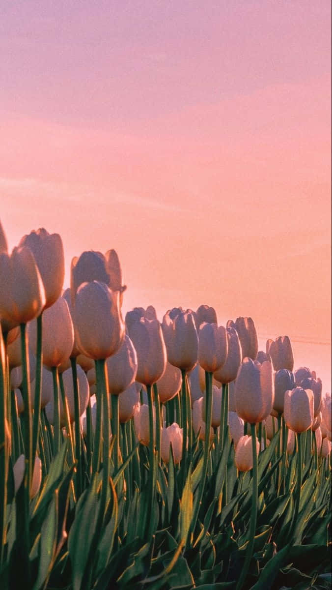 Sunset Tulipsi Phone Wallpaper Wallpaper