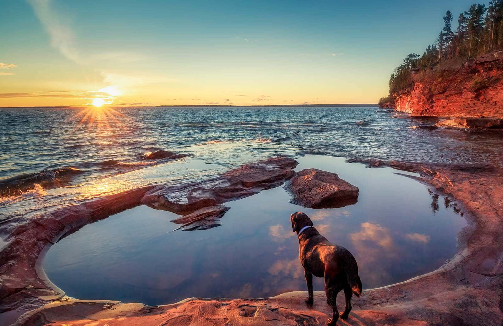 Zonsondergang Kijk Hond Aan Meerzijde Achtergrond