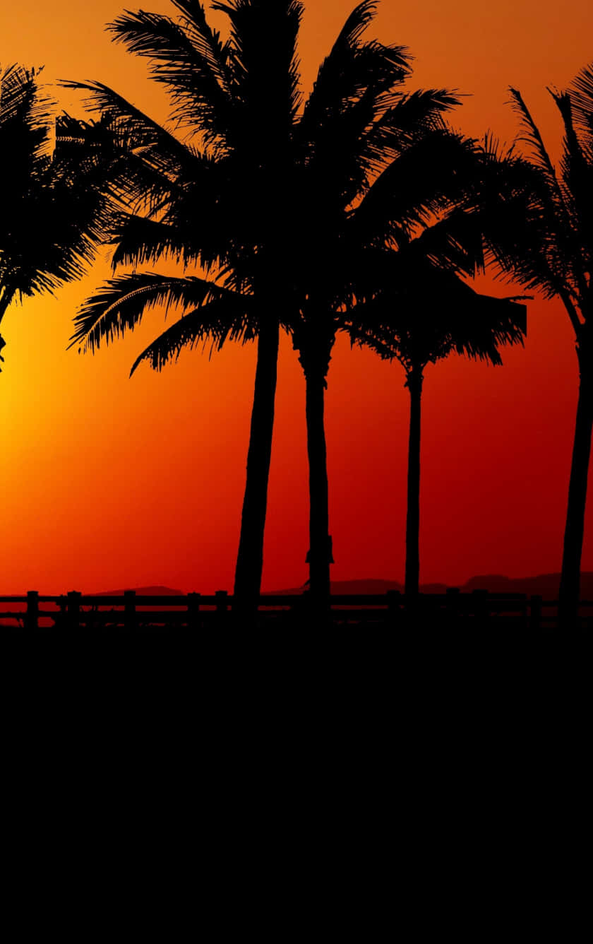 Sunset With Black Palm Tree Wallpaper