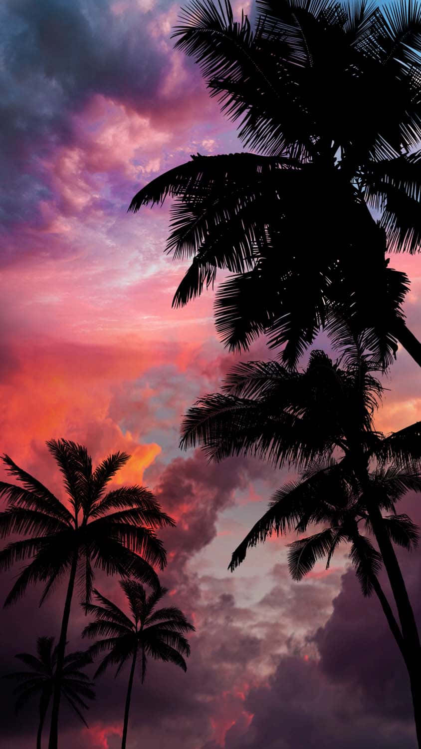 Sunset With Palm Tree Cloudy Sky Wallpaper