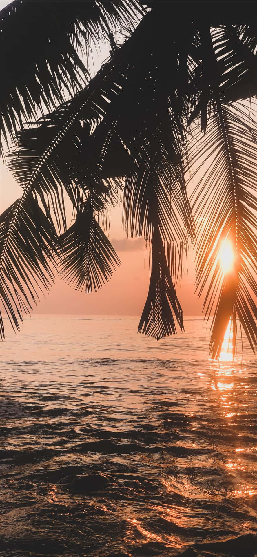 Sunset With Palm Tree Leaves Wallpaper