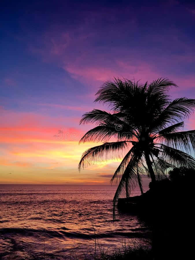 Sunset With Palm Tree Purple Sky Wallpaper