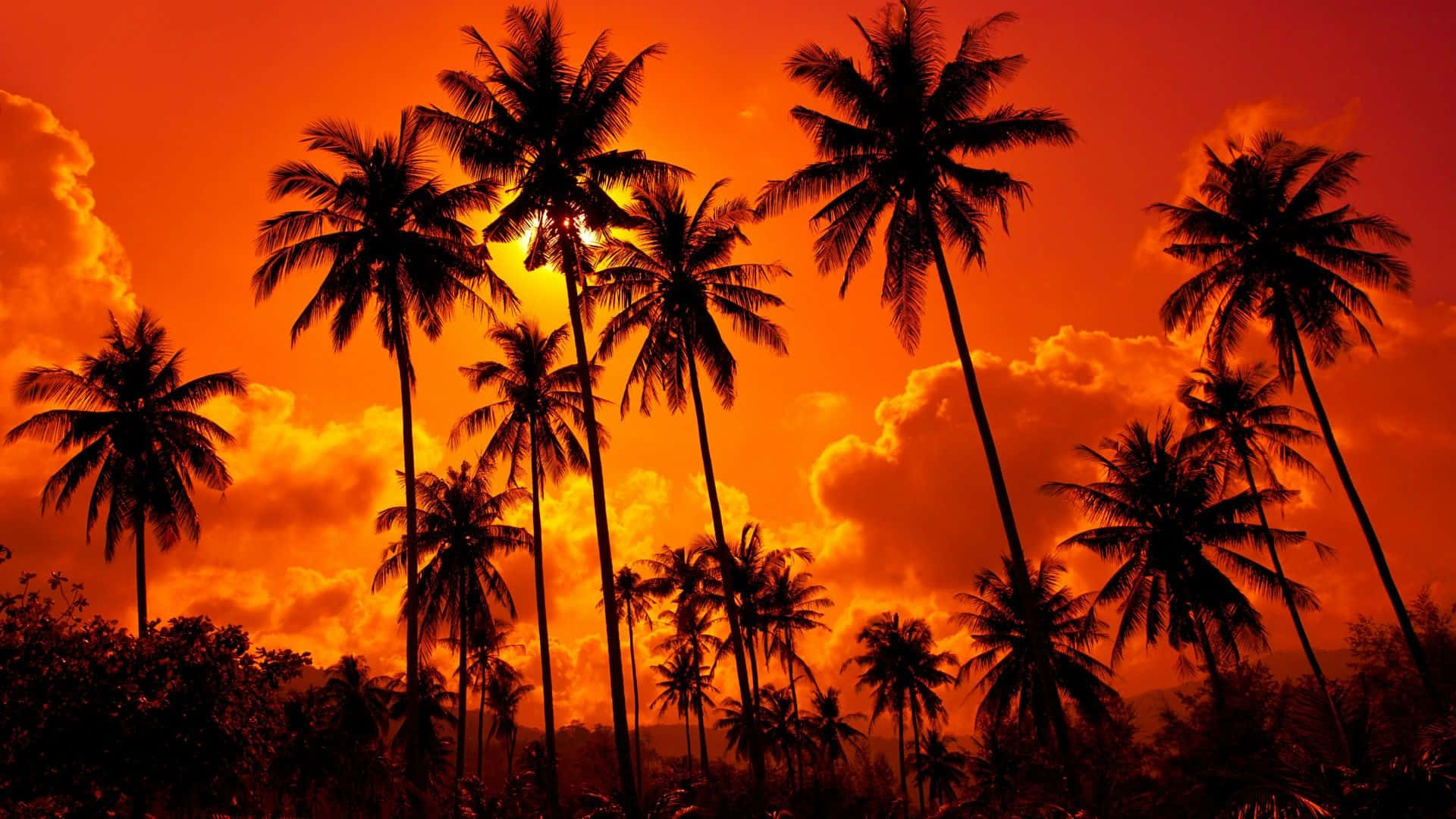 Sunset With Palm Tree Red Sky Wallpaper