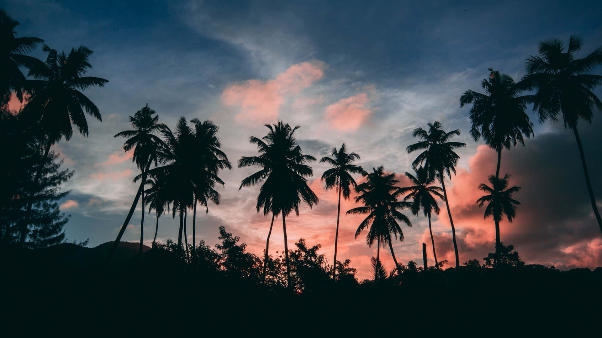 Sunset With Palm Tree Silhouette Wallpaper