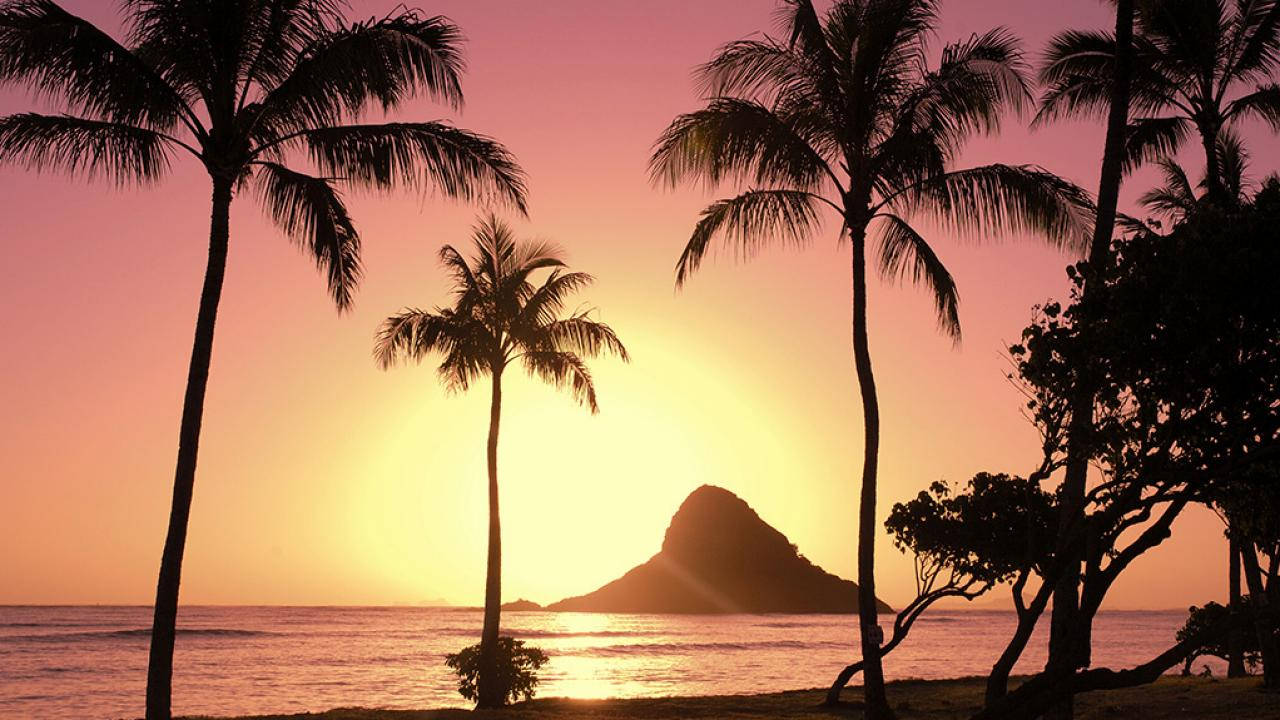 Sunset With Palm Trees In Oahu Wallpaper