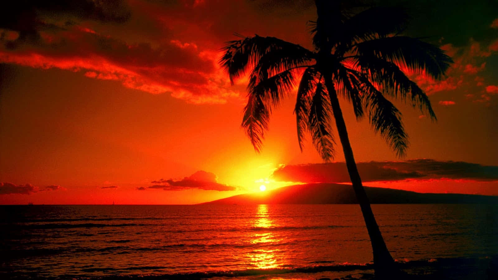 Sunset With Single Palm Tree Wallpaper