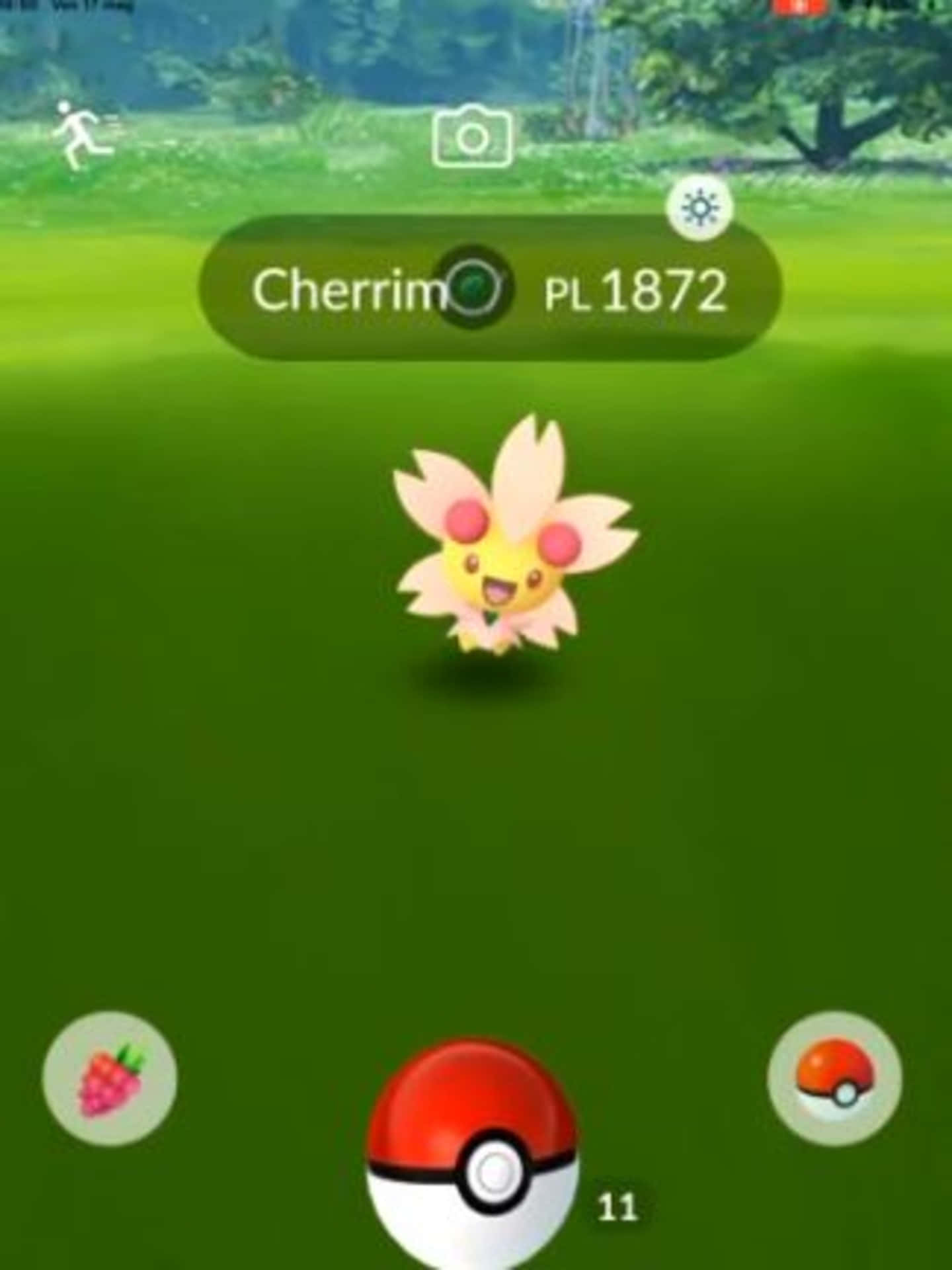 Cherrim stands in front of a Poke Ball, glowing brightly in a beam of sunshine. Wallpaper