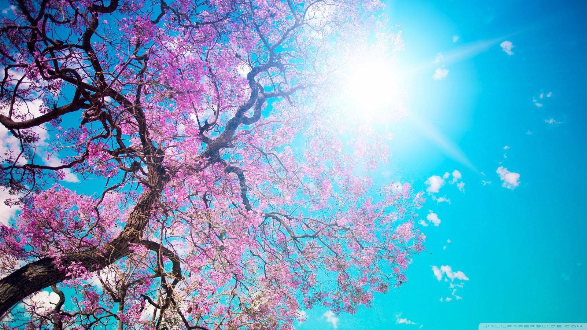 Sunshine Cherry Blossom Wallpaper